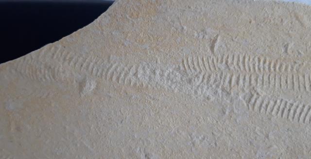 Rollspuren mehrer Ammoniten (Perisphinctes) - Bild &copy; FossNet FossilienStore